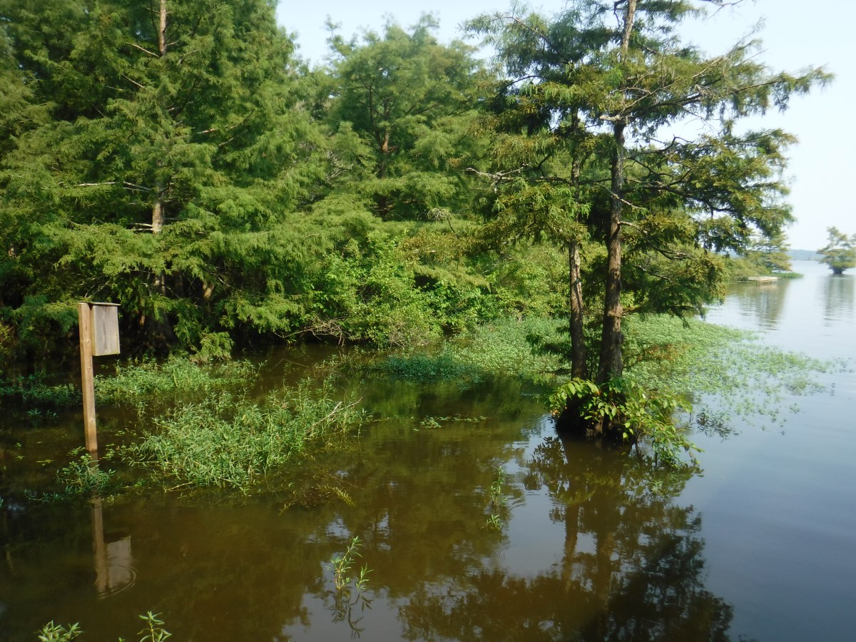 Picturesque Adventures at Lake D’Arbonne State Park,&nbsp;Louisiana